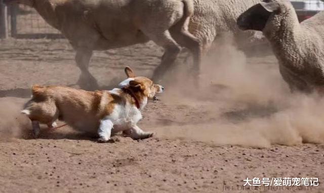 网友养了只巴哥，带到农场后和牛做起了游戏，真是初生牛犊不怕虎