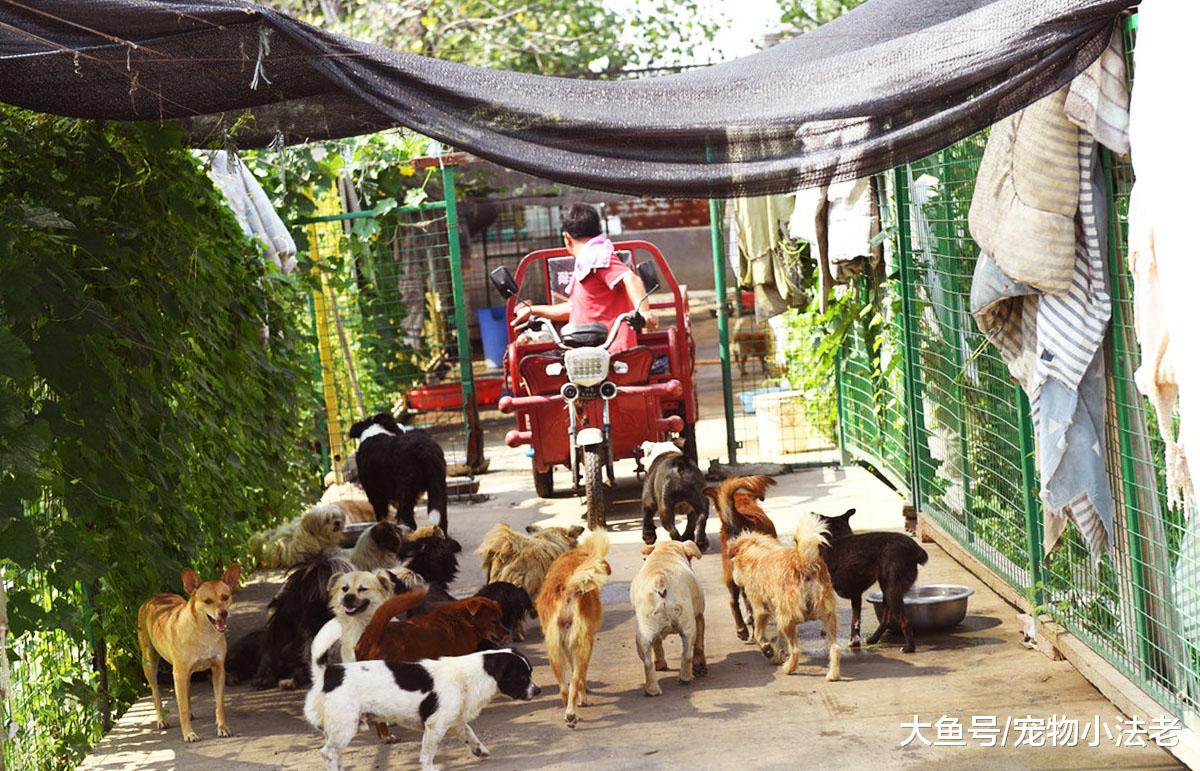 男子花光积蓄，用20年收养了1000只流浪狗，如今他怎么样了？