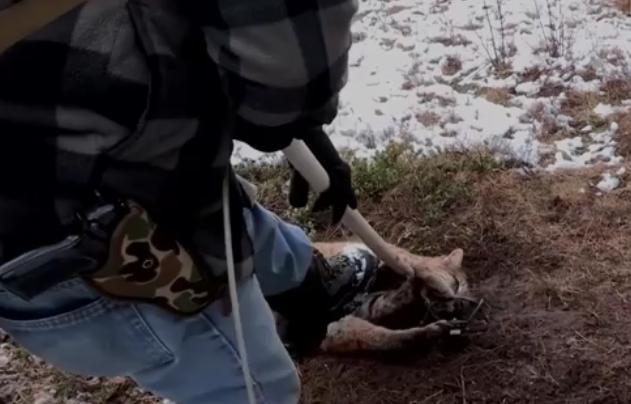 男子救下被捕兽夹夹住的猞猁，猞猁的举动太有灵性了