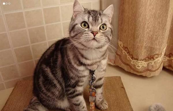 地球上10大最适合家养的猫咪，中华田园猫上榜，你养了哪种？