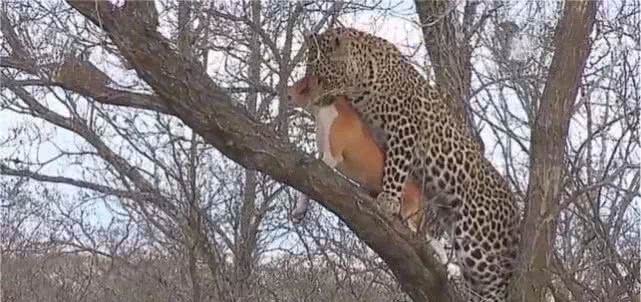 花豹咬住一只狗，爬到树上刚想进食，接下来一幕让它脸都气绿了