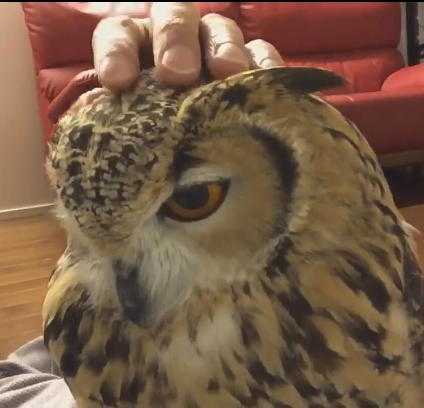 另类撸“猫”，养只猫头鹰当宠物不一样的感觉！