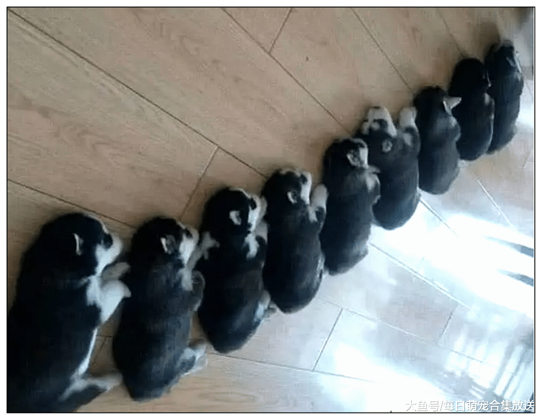 土狗意外怀孕，两个月后生下9只小奶狗，主人看清后直接笑喷了