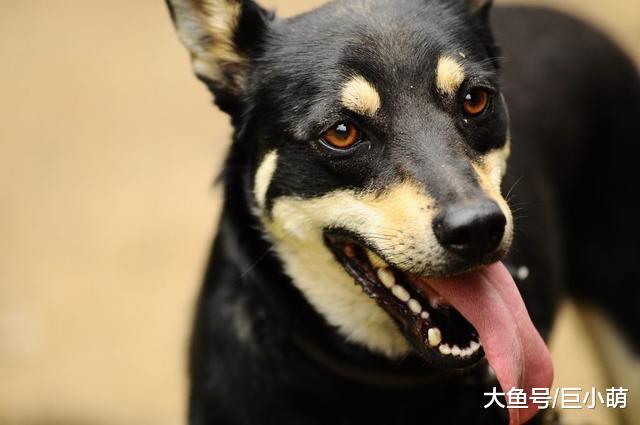 狗狗大喘气别忽视，及时观察异样喘气，可能救了狗狗的命