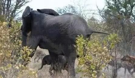 实拍一群鬣狗自不量力, 招惹一头大象, 结局太狼狈!