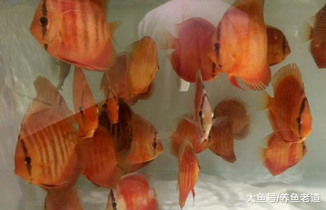 七彩神仙鱼出现哪些实质性症状之后，我们需要去检验检疫？