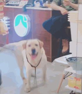 千万别在狗狗面前说它胖或者说它丑，后果是你无法承受的