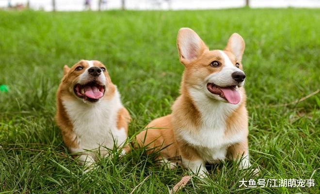 喜欢养柯基的5个好处，看完你也想养一个