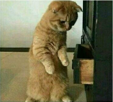 太萌了！发现珍藏的小鱼干不见后，家里的橘猫气傻了