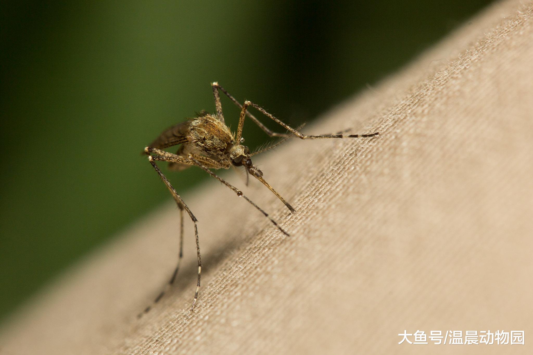 炎热的夏天到了，人类与蚊子历时已久的斗智斗勇又一次拉开了序幕