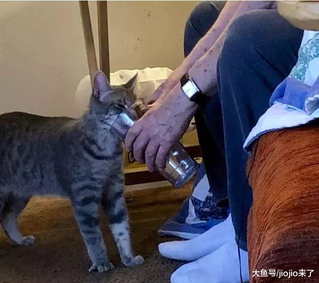 男人是如何养猫的？看看这些照片吧，最后一张简直是大型真香现场