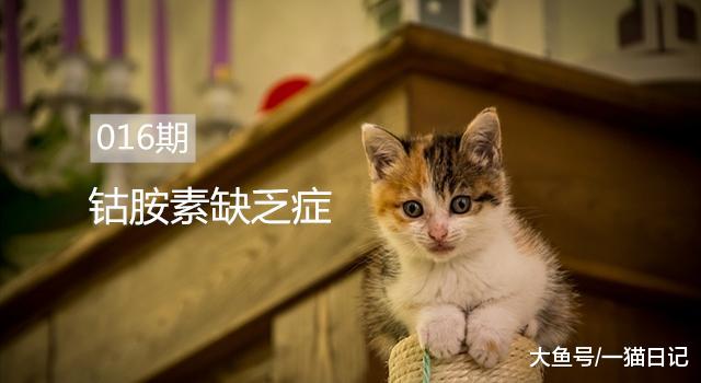 猫咪钴胺素（维生素B12）缺乏症是什么引起的？