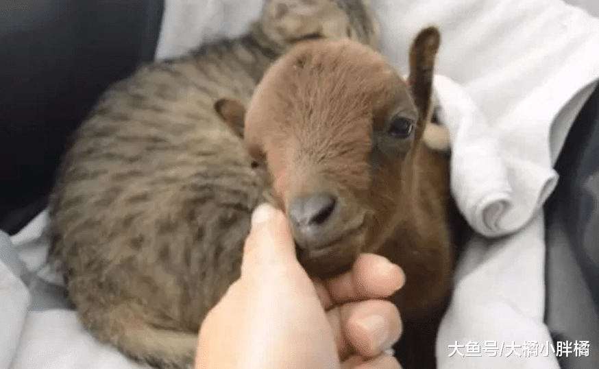 小伙救回1只小羊羔，却被爱猫带回猫窝温柔照顾，它刚失去3只小猫