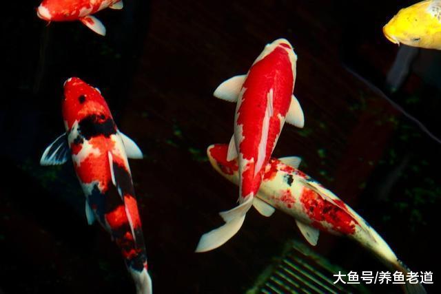 觀賞魚的各種理論知識到底哪個有用哪個無用，其實都有用！