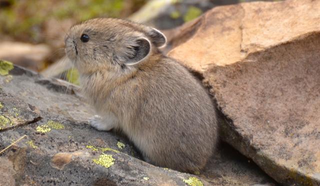 藏狐是高原鼠兔的专性捕食者，它的存在直接影响草原生态健康度
