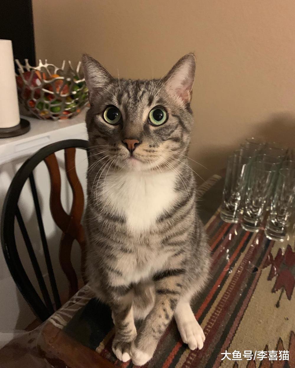 看到猫咪流泪别忙着陶醉和脑补, 猫咪的眼泪跟情绪化并没任何关系