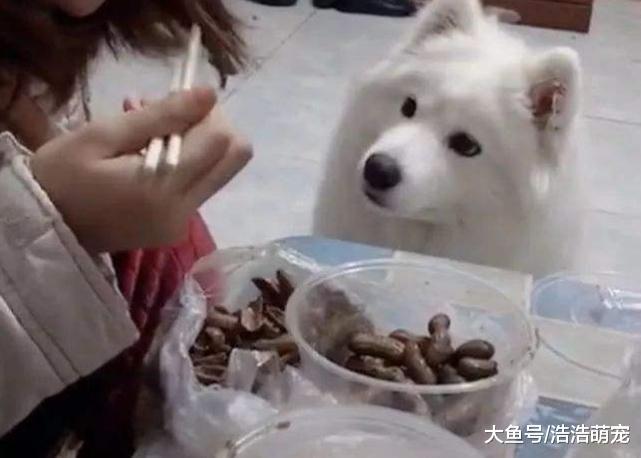 狗狗舔人是想表达什么？意思有5个，绝大多数宠主都不明白