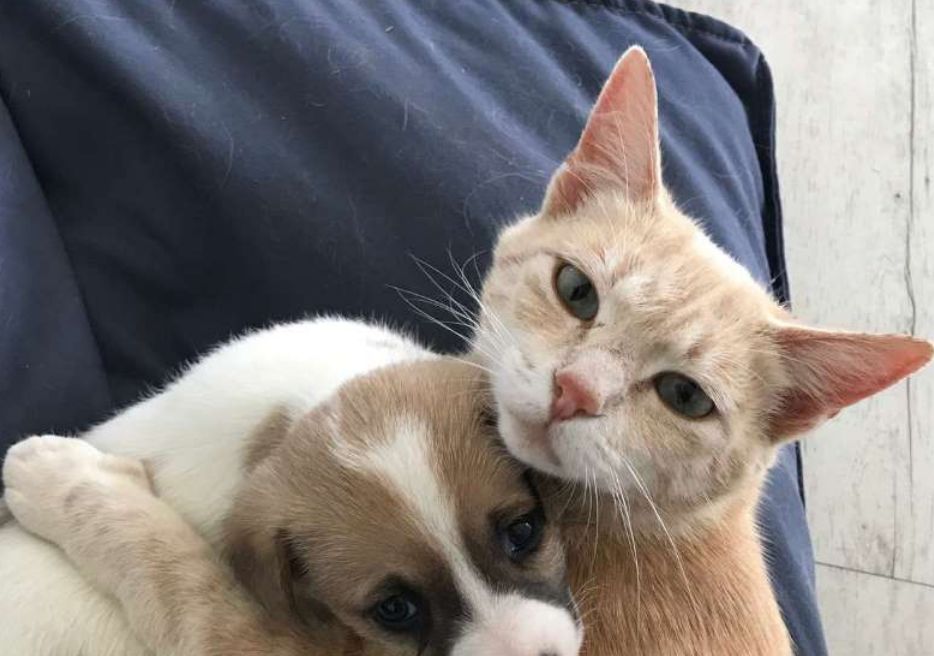 失去孩子的母猫伤心过度，竟把一窝小狗当成自己的亲生的……