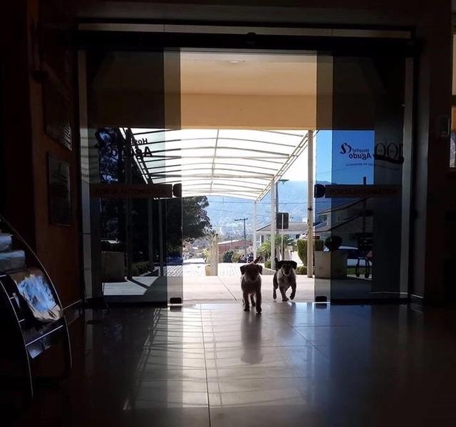 生离死别，医院破例让狗狗来和主人做最后的道别...场面令人动容！