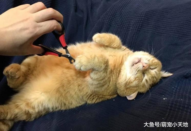 喵睡翻肚肚肉溢出叫不醒萌翻, 妈妈笑: 都趁机剪指甲