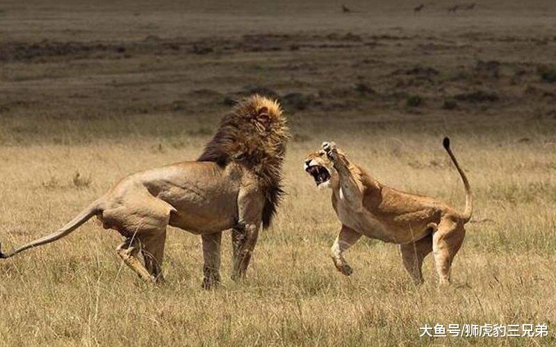 雄獅被迫離開獅群是動物智慧的結晶？因為它不走，后代會變傻