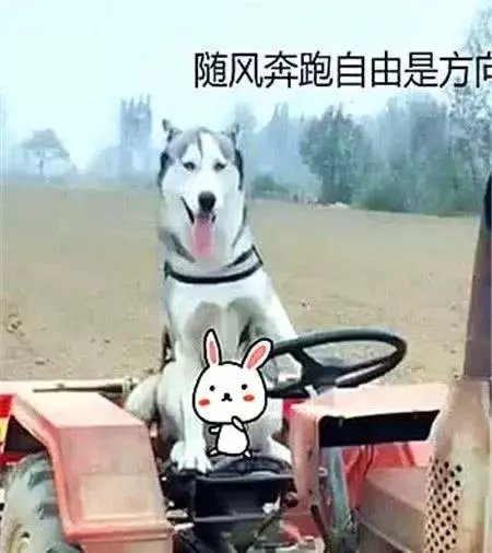 将二哈送到乡下给老爸，俩月后接到电话：这狗还有吗？再来2条！