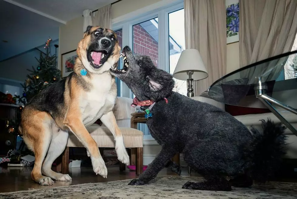 没买到猎狐梗，带回四只雪纳瑞，我的人生从此彻底……