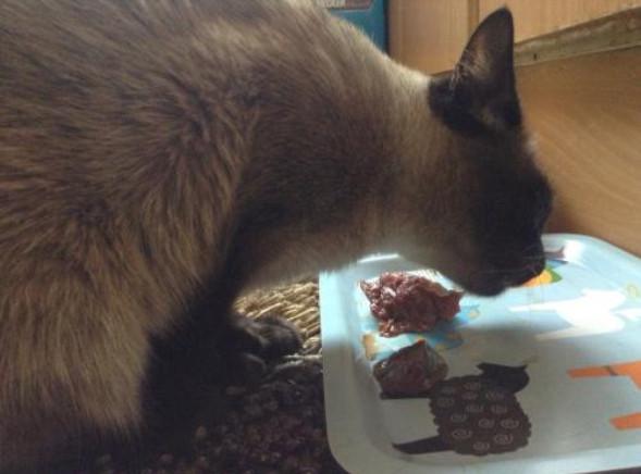 猫咪吃生骨肉常被人推崇，若不注意三点细节，那么对猫将有害无益