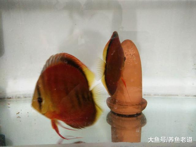 燕鱼和七彩神仙鱼产卵时，我们遇到的最大问题只有一个！