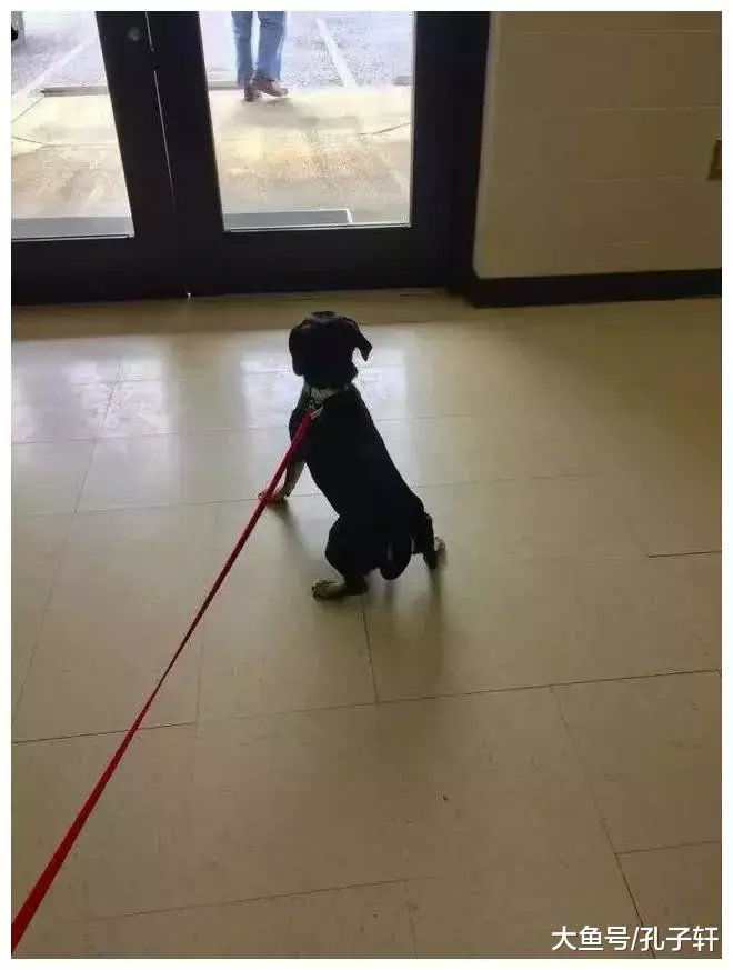 狗狗还在和主人撒娇，它此刻蒙在鼓里：主人决定让它安乐死