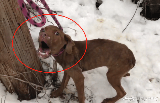 狗狗被主人遗弃，紧缩在雪地上朝路人呼救，幸运遇上了她