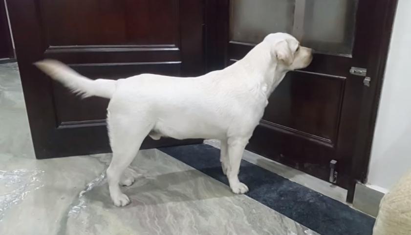 以为出差的主人要留它看家，狗狗变得闷闷不乐，感觉要哭了