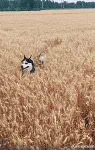 哈士奇在麦地里跑来跑去，传说中的麦地怪圈，难道是这样形成的？