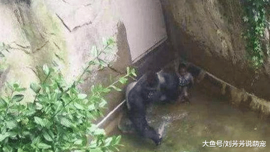 3岁的小孩子，掉进猩猩园里，猩猩的举动让人无地自容