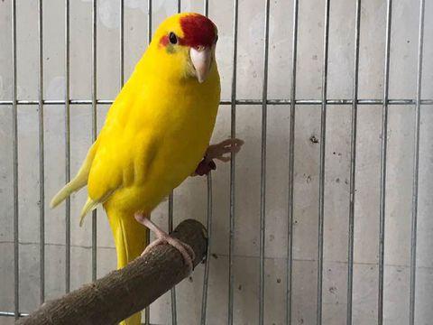 八种国内不常见的鹦鹉，小编最喜欢和第三种，每种价格都不便宜