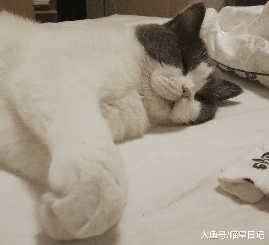 猫咪早上挠门并非因为想主人，这四个小心思，才是它们的真正目的