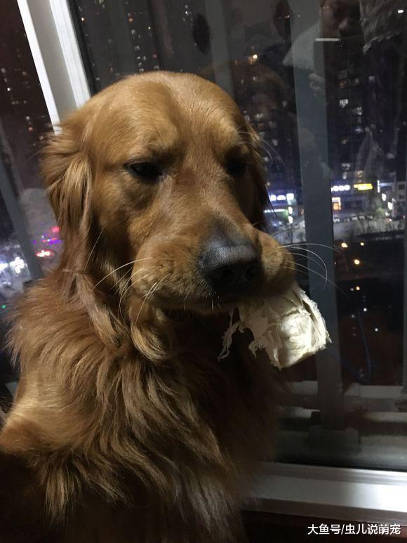 半夜网友听到外面有奇怪声音, 出来一看是金毛在吃纸