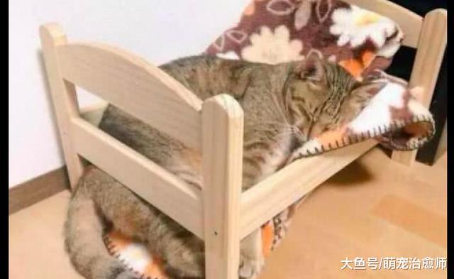 主人给猫买了个小床，没想到它半夜给睡塌了！猫：不是因为我胖！