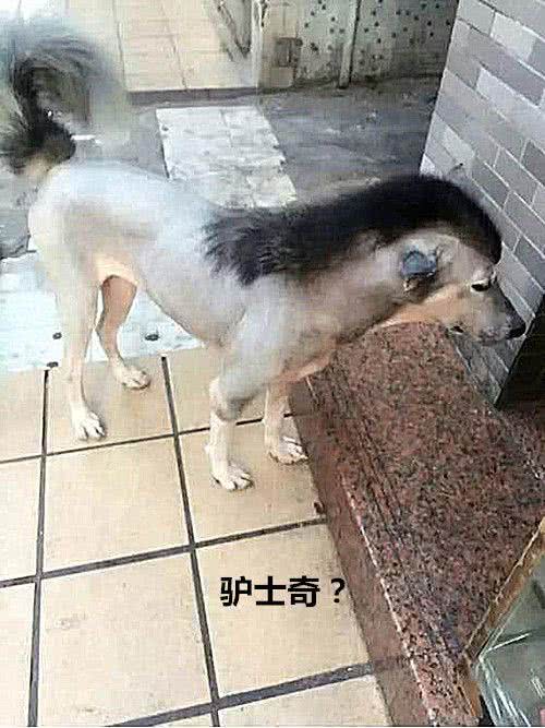二哈剪头后引起围观，仔细一看头都大了：这是驴士奇吧？