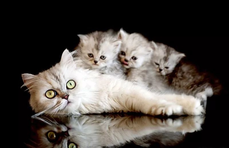 新生小猫咪不能摸不能看，沾上陌生气味就会被猫妈妈吃掉？