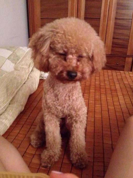 泰迪犯错后的, 5大常见反应, 你家是哪一种?