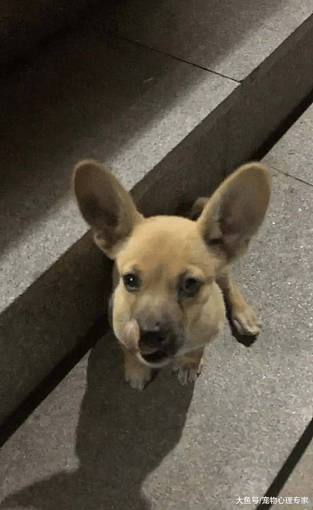 男子养了只土狗，半年后朋友去看时却乐了，亲爹之谜解开了