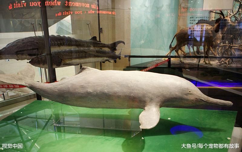 濒危物种——白鳍豚，这么可爱的生物不知道还能生存多久