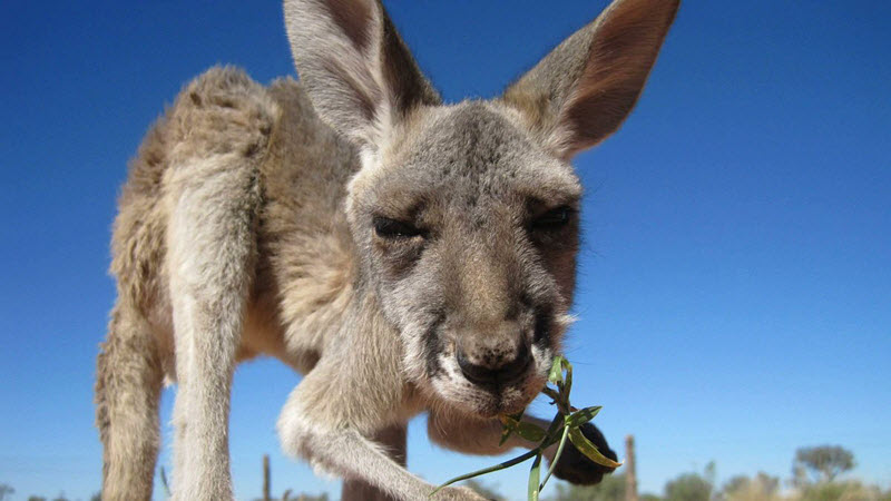 泪奔！因战争而流离失所2年的老流浪狗，终于回家了