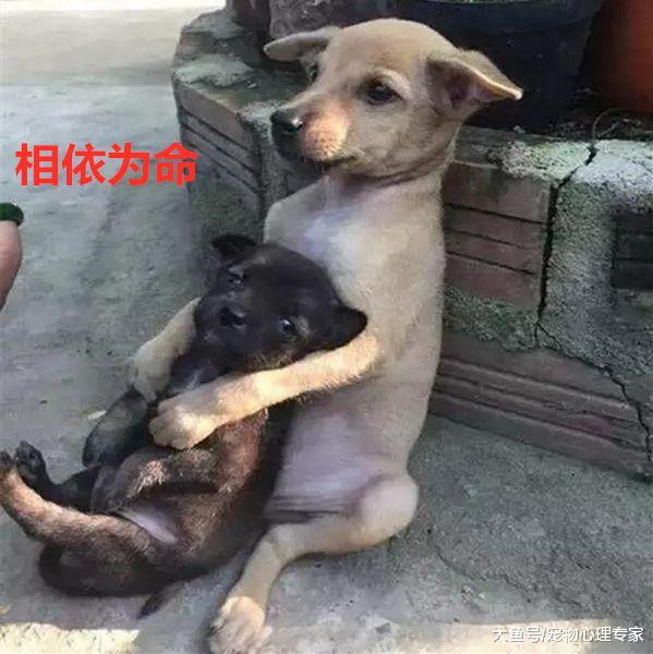 流浪狗兄弟被尼姑收养，竟成为寺庙的招财狗：我欲修仙，法力无边