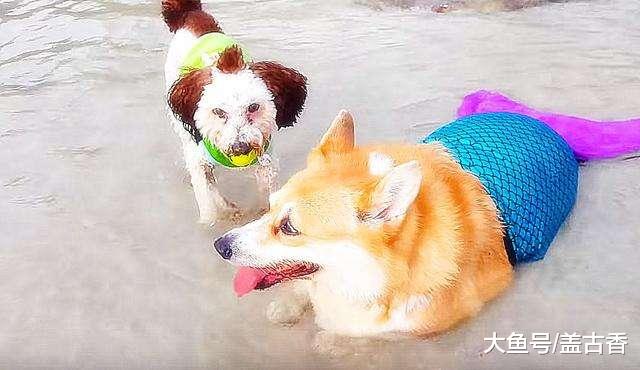 小伙伴海边游玩偶遇美人鱼，一探究竟后毁三观呐，应该叫他小狗鱼