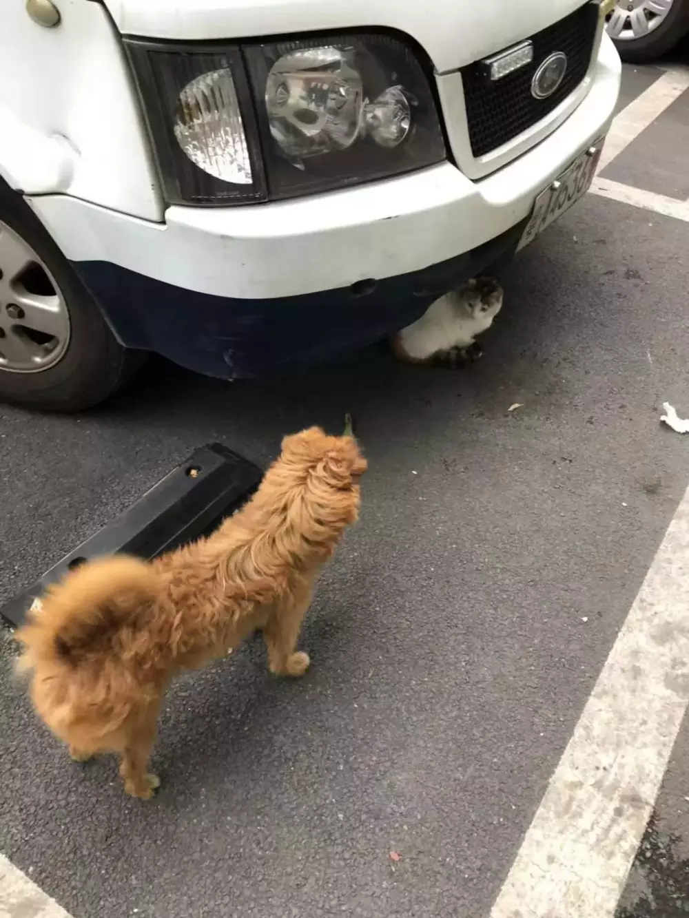 交配季節后，三花貓大鬧警局引得無數公貓爭風吃醋