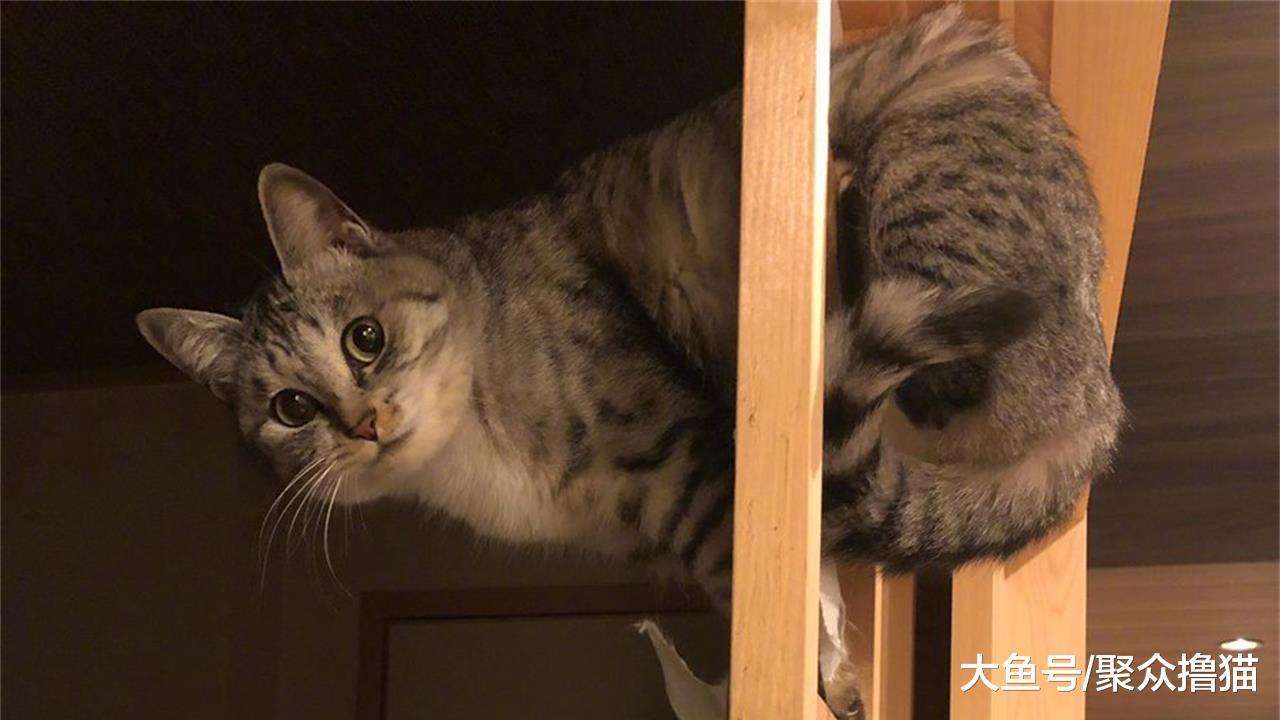 貓咪在家犯了錯怎么辦？不要忍讓不要打，這樣處理才正確