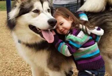 狗子200斤了还把自己当宝宝, 非要主人抱着走, 主人欲哭无泪