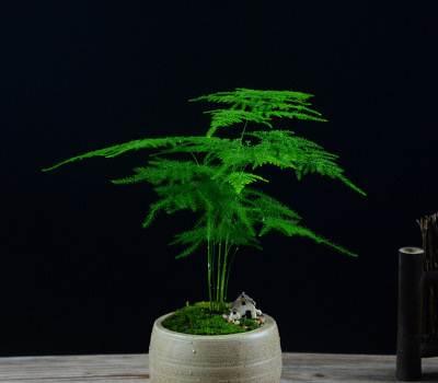 文竹的栽培方法有哪些，这里知道来看看吧
